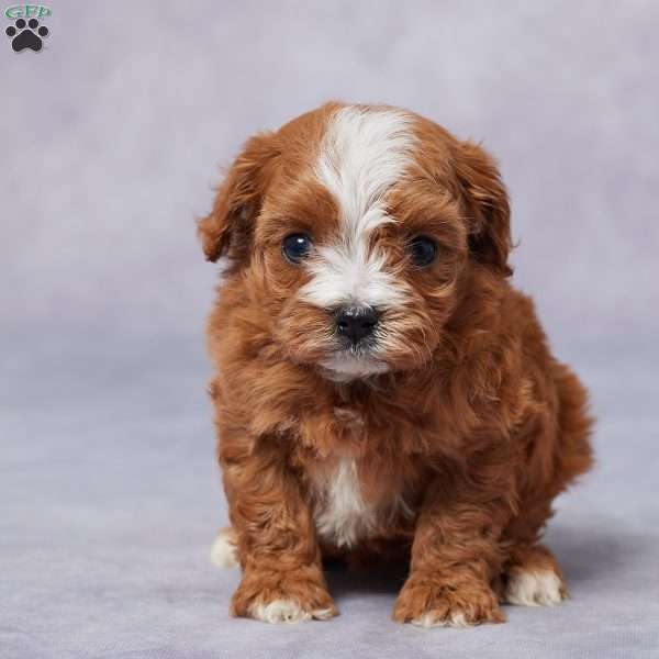 Emma, Cavapoo Puppy